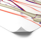 泌尿器系 ポスター (角)