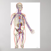 泌尿器系 ポスター (正面)