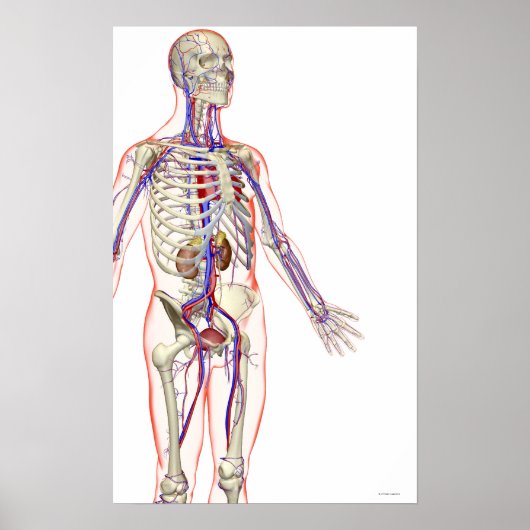 泌尿器系 ポスター (正面)