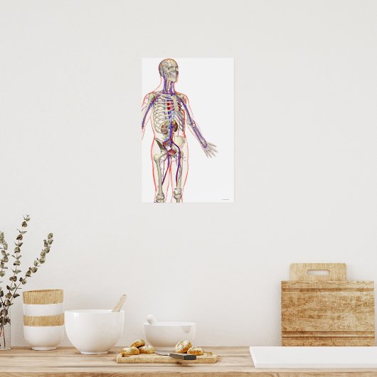 泌尿器系 ポスター (キッチン)