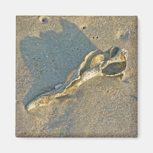 波で洗ったシェルケープコッドのアイテム マグネット (正面)