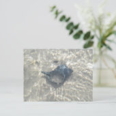 波で洗った黒いコンチシーシェル ポストカード (スタンド正面)