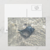 波で洗った黒いコンチシーシェル ポストカード (正面/裏面)