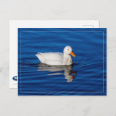 波打った水に小さな白いアヒル ポストカード (正面/裏面)