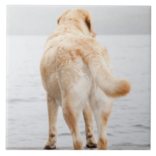 波止場の犬 タイル (正面)