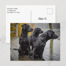 波止場のBlack Labs