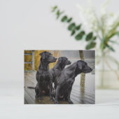 波止場のBlack Labs ポストカード (スタンド正面)