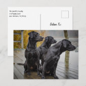 波止場のBlack Labs ポストカード (正面/裏面)