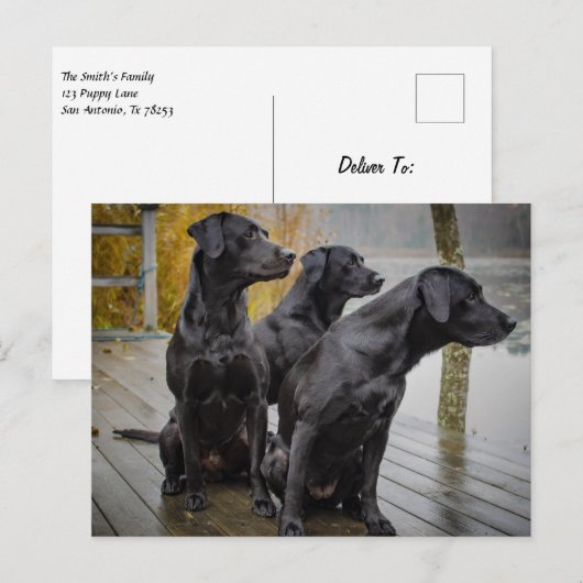 波止場のBlack Labs ポストカード (正面/裏面)