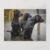 波止場のBlack Labs ポストカード (正面)