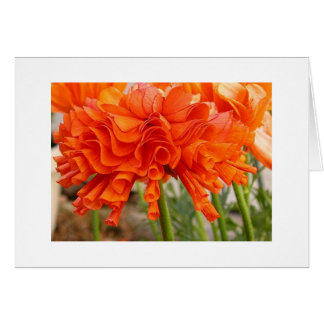 波立たせられたranunculus