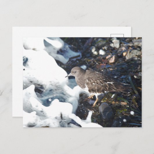 波素晴らしに打ち寄せる黒番鳥 ポストカード (正面/裏面)