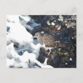 波素晴らしに打ち寄せる黒番鳥 ポストカード (正面)