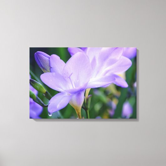 泣くフリージアの花の写真芸術 キャンバスプリント (正面)