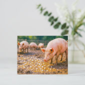 泥だらけのペンで豚の前の真珠 シーズンポストカード (スタンド正面)