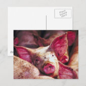 泥だらけの子豚 ポストカード (正面/裏面)