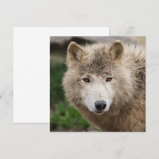 泥だらけの白い狼 (正面/裏面)