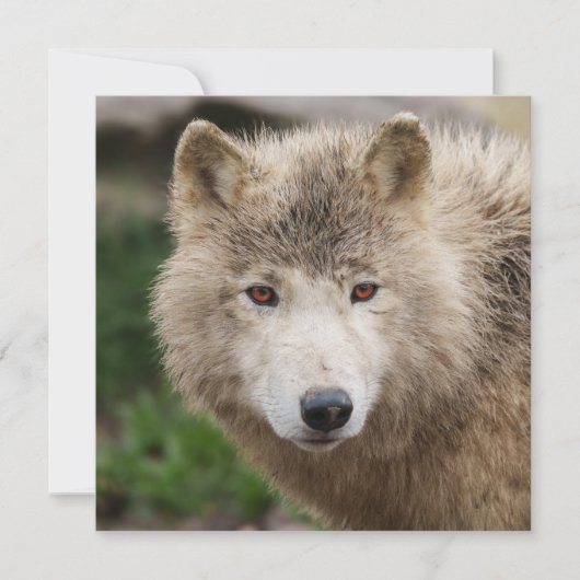 泥だらけの白い狼 (正面)