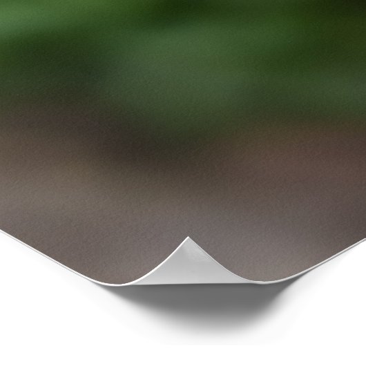 泥だらけの白い狼 ポスター (角)