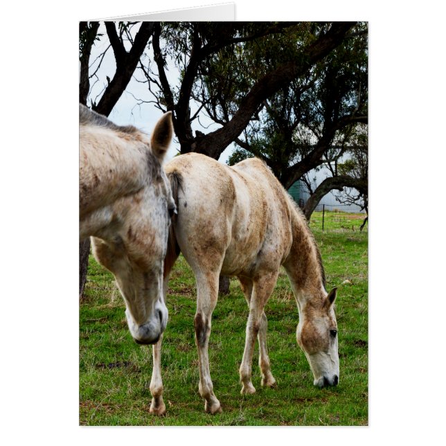 泥だらけの白馬 (正面)