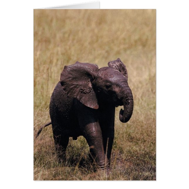 泥のベビー象 (正面)