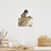 泥の中でテニスボールを見ている汚い犬 ポスター (キッチン)