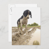 泥の中のテニスボールを見つめる汚れた犬 ポストカード (正面/裏面)