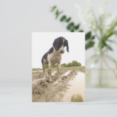 泥の中のテニスボールを見つめる汚れた犬 ポストカード (スタンド正面)