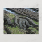 泥炭採取 ポストカード (正面)