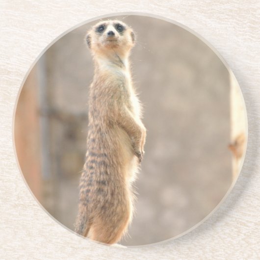 注意のコースターのMeerkat コースター (正面)