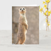 注意の挨拶状のMeerkat カード (黄色い花)