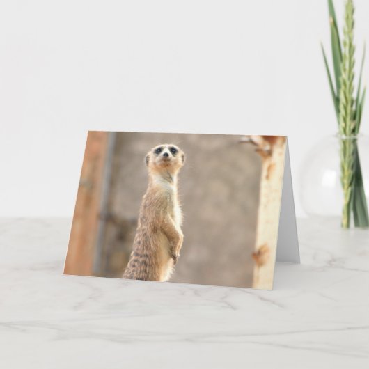 注意の挨拶状のMeerkat カード (正面)