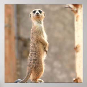 注意ポスターのMeerkat ポスター