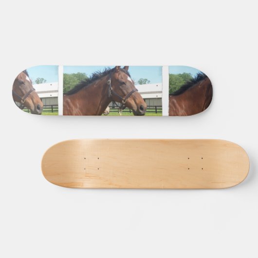 注意深いアラビアの馬のスケートボード スケートボード (横)