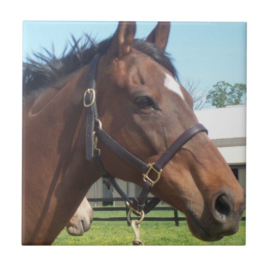 注意深いアラビアの馬のタイル タイル (正面)