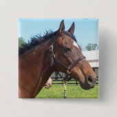 注意深いアラビアの馬Pin 缶バッジ (正面)