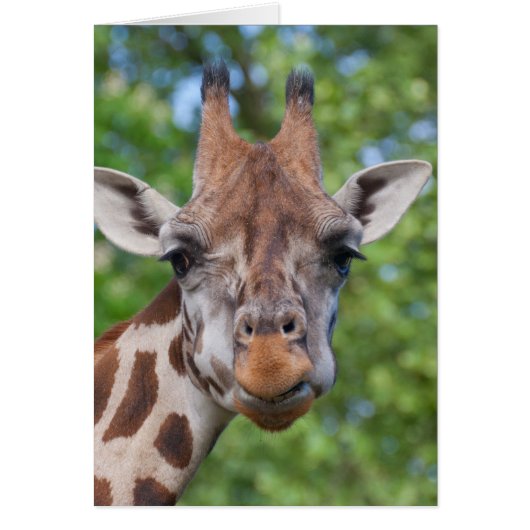 注意深いキリン (正面)