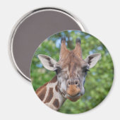 注意深いキリン マグネット (正面/裏面)