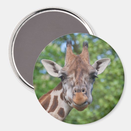 注意深いキリン マグネット (正面/裏面)