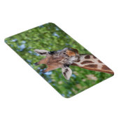 注意深いキリン マグネット (右側)