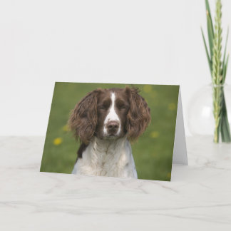 注意深いスプリンガー カード