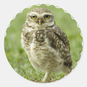 注意深いフクロウのステッカー ラウンドシール