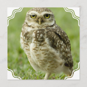 注意深いフクロウの招待状 招待状