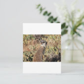 注意深いメルカート ポストカード (スタンド正面)