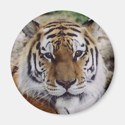 注意深い目 マグネット (正面)