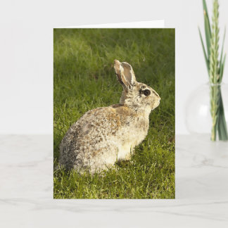 注意深いBuuny シーズンカード