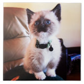注意深くかわいいシャムの子猫|の動物の写真撮影 タイル (正面)