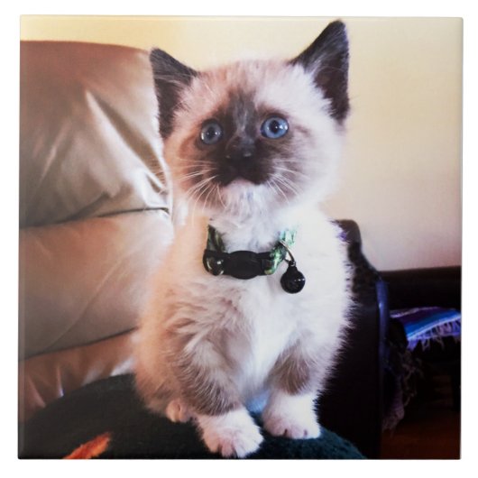 注意深くかわいいシャムの子猫|の動物の写真撮影 タイル (正面)