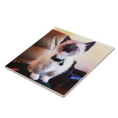 注意深くかわいいシャムの子猫|の動物の写真撮影 タイル (側面)