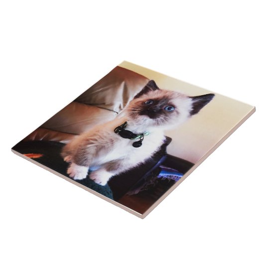 注意深くかわいいシャムの子猫|の動物の写真撮影 タイル (側面)